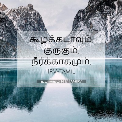 Picture 07 - உபாகமம் 14:17 TAMIRV - கூழக்கடாவும், - Bible Verse Picture