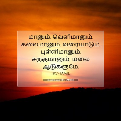 Picture 07 - உபாகமம் 14:5 TAMIRV - மானும், - Bible Verse Picture