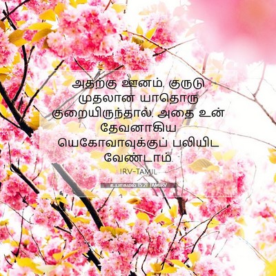 Picture 07 - உபாகமம் 15:21 TAMIRV - அதற்கு ஊனம், - Bible Verse Picture