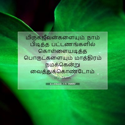 Picture 07 - உபாகமம் 2:35 TAMIRV -  - Bible Verse Picture