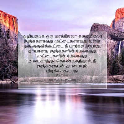 Picture 07 - உபாகமம் 22:6 TAMIRV - “வழியருகே ஒரு - Bible Verse Picture