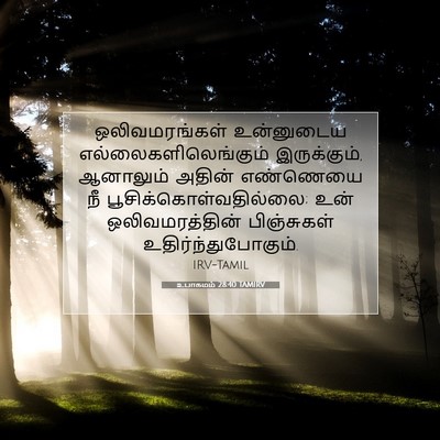 Picture 07 - உபாகமம் 28:40 TAMIRV - ஒலிவமரங்கள் - Bible Verse Picture