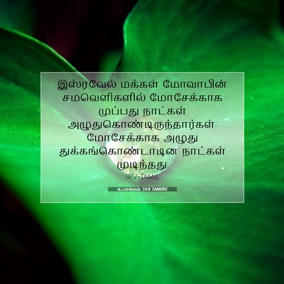 Picture 07 - உபாகமம் 34:8 TAMIRV - இஸ்ரவேல் மக்கள் - Bible Verse Picture