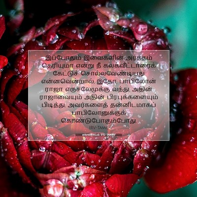 Picture 07 - எசேக்கியேல் 17:12 TAMIRV - இப்போதும் - Bible Verse Picture