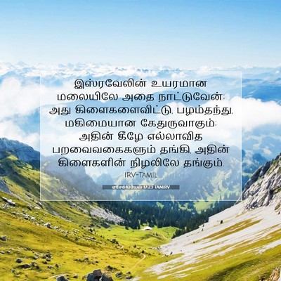 Picture 07 - எசேக்கியேல் 17:23 TAMIRV - இஸ்ரவேலின் உயரமான - Bible Verse Picture
