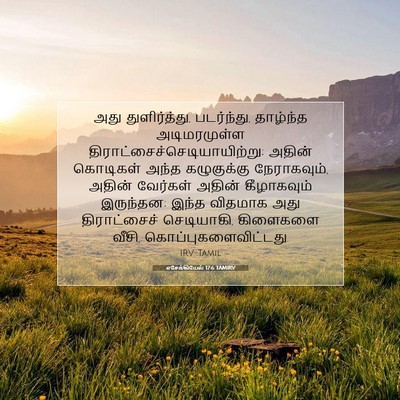 Picture 07 - எசேக்கியேல் 17:6 TAMIRV - அது துளிர்த்து, - Bible Verse Picture