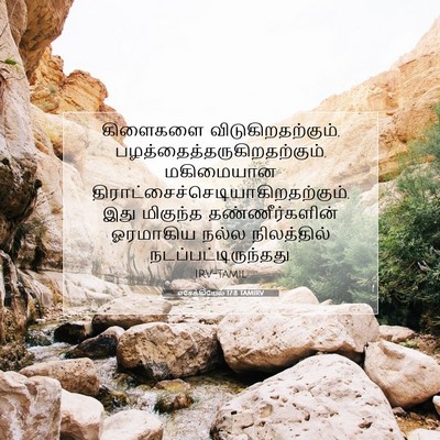 Picture 07 - எசேக்கியேல் 17:8 TAMIRV - கிளைகளை - Bible Verse Picture