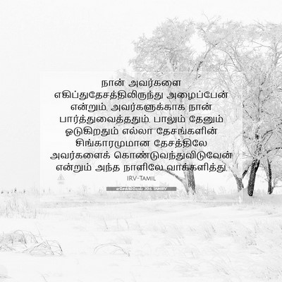 Picture 07 - எசேக்கியேல் 20:6 TAMIRV - நான் அவர்களை - Bible Verse Picture