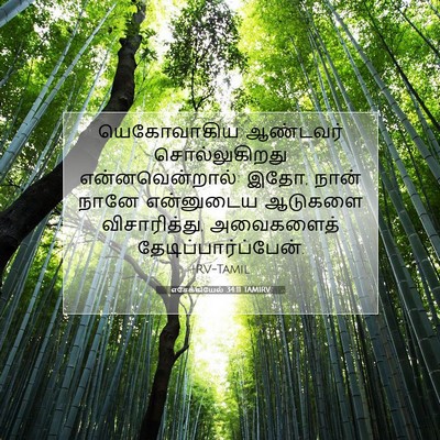 Picture 07 - எசேக்கியேல் 34:11 TAMIRV - யெகோவாகிய ஆண்டவர் - Bible Verse Picture