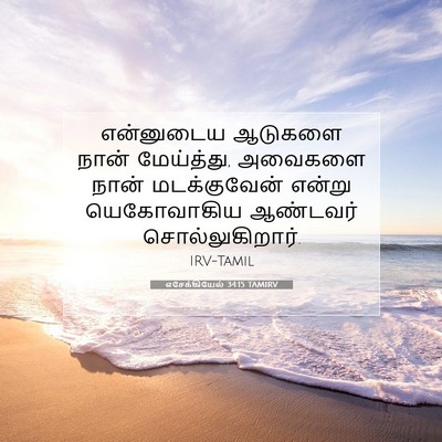 Picture 07 - எசேக்கியேல் 34:15 TAMIRV - என்னுடைய ஆடுகளை - Bible Verse Picture