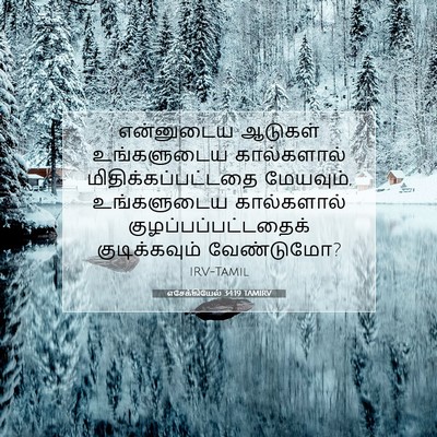 Picture 07 - எசேக்கியேல் 34:19 TAMIRV - என்னுடைய ஆடுகள் - Bible Verse Picture