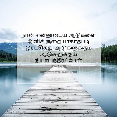 Picture 07 - எசேக்கியேல் 34:22 TAMIRV - நான் என்னுடைய - Bible Verse Picture