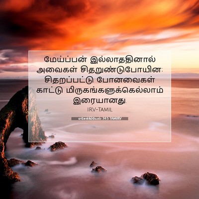 Picture 07 - எசேக்கியேல் 34:5 TAMIRV - மேய்ப்பன் - Bible Verse Picture
