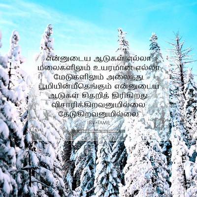 Picture 07 - எசேக்கியேல் 34:6 TAMIRV - என்னுடைய ஆடுகள் - Bible Verse Picture