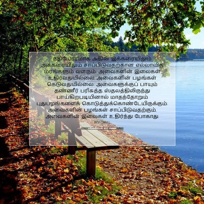 Picture 07 - எசேக்கியேல் 47:12 TAMIRV - நதியோரமாக அதின் - Bible Verse Picture