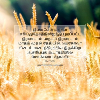 Picture 07 - எண்ணாகமம் 1:1 TAMIRV - இஸ்ரவேல் மக்கள் - Bible Verse Picture