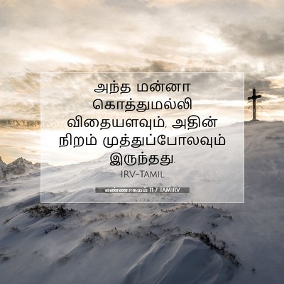 Picture 07 - எண்ணாகமம் 11:7 TAMIRV - அந்த மன்னா - Bible Verse Picture