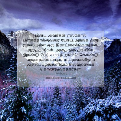Picture 07 - எண்ணாகமம் 13:23 TAMIRV - பின்பு, அவர்கள் - Bible Verse Picture