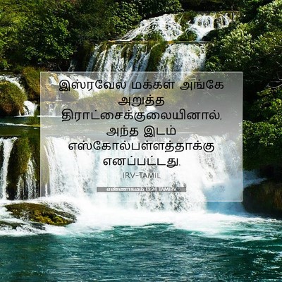 Picture 07 - எண்ணாகமம் 13:24 TAMIRV - இஸ்ரவேல் மக்கள் - Bible Verse Picture