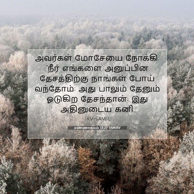Picture 07 - எண்ணாகமம் 13:27 TAMIRV - அவர்கள் மோசேயை - Bible Verse Picture