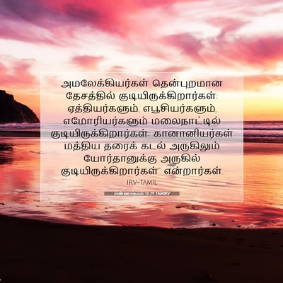 Picture 07 - எண்ணாகமம் 13:29 TAMIRV - அமலேக்கியர்கள் - Bible Verse Picture