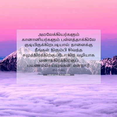 Picture 07 - எண்ணாகமம் 14:25 TAMIRV - அமலேக்கியர்களும் - Bible Verse Picture