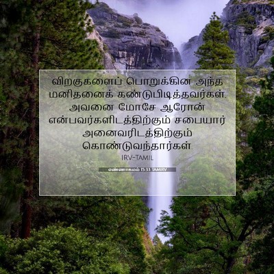 Picture 07 - எண்ணாகமம் 15:33 TAMIRV - விறகுகளைப் - Bible Verse Picture