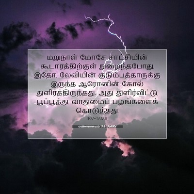 Picture 07 - எண்ணாகமம் 17:8 TAMIRV - மறுநாள் மோசே - Bible Verse Picture