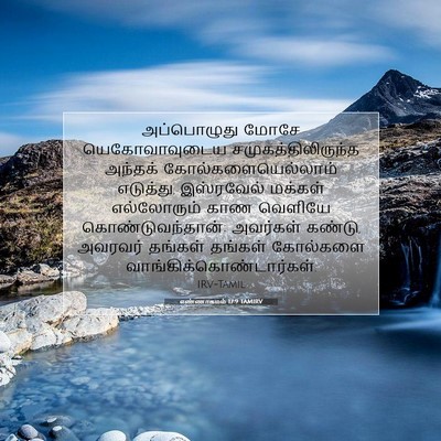 Picture 07 - எண்ணாகமம் 17:9 TAMIRV - அப்பொழுது மோசே - Bible Verse Picture