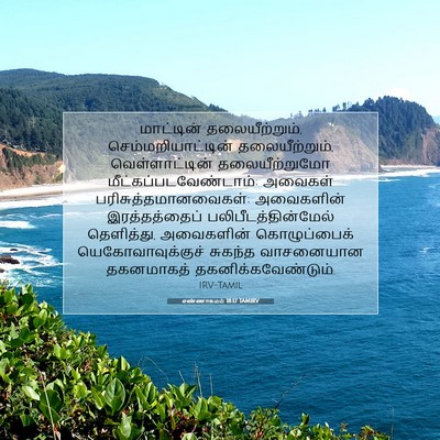 Picture 07 - எண்ணாகமம் 18:17 TAMIRV - மாட்டின் - Bible Verse Picture