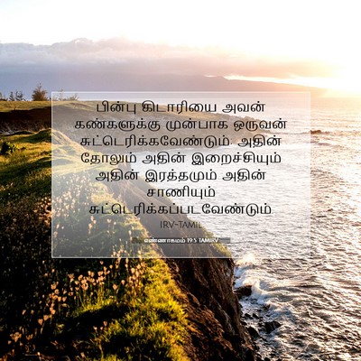 Picture 07 - எண்ணாகமம் 19:5 TAMIRV - பின்பு கிடாரியை - Bible Verse Picture