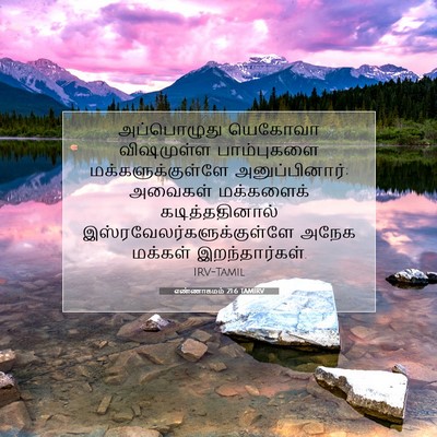 Picture 07 - எண்ணாகமம் 21:6 TAMIRV - அப்பொழுது யெகோவா - Bible Verse Picture