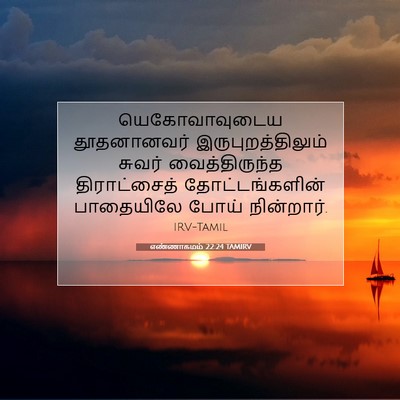 Picture 07 - எண்ணாகமம் 22:24 TAMIRV - யெகோவாவுடைய - Bible Verse Picture