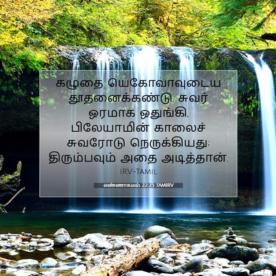 Picture 07 - எண்ணாகமம் 22:25 TAMIRV - கழுதை யெகோவாவுடைய - Bible Verse Picture