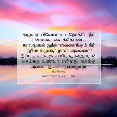 Picture 07 - எண்ணாகமம் 22:30 TAMIRV - கழுதை பிலேயாமை - Bible Verse Picture
