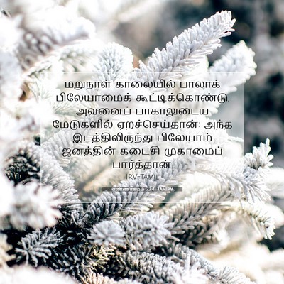 Picture 07 - எண்ணாகமம் 22:41 TAMIRV - மறுநாள் காலையில் - Bible Verse Picture
