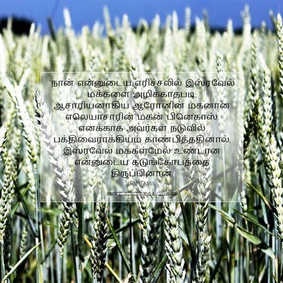 Picture 07 - எண்ணாகமம் 25:11 TAMIRV - “நான் என்னுடைய - Bible Verse Picture