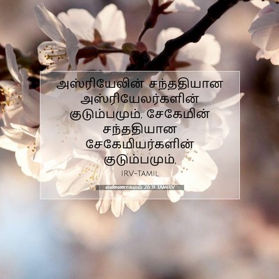 Picture 07 - எண்ணாகமம் 26:31 TAMIRV - அஸ்ரியேலின் - Bible Verse Picture