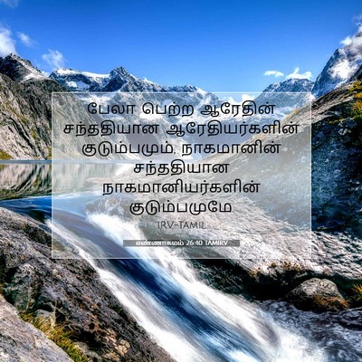 Picture 07 - எண்ணாகமம் 26:40 TAMIRV - பேலா பெற்ற - Bible Verse Picture