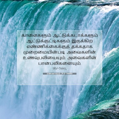 Picture 07 - எண்ணாகமம் 29:21 TAMIRV - காளைகளும் - Bible Verse Picture