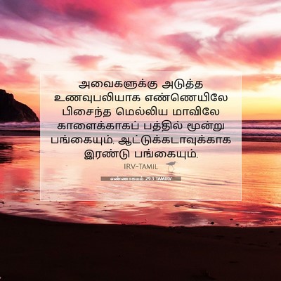 Picture 07 - எண்ணாகமம் 29:3 TAMIRV - அவைகளுக்கு அடுத்த - Bible Verse Picture
