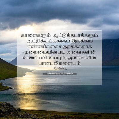 Picture 07 - எண்ணாகமம் 29:33 TAMIRV - காளைகளும், - Bible Verse Picture