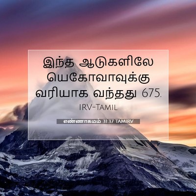 Picture 07 - எண்ணாகமம் 31:37 TAMIRV - இந்த ஆடுகளிலே - Bible Verse Picture