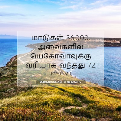 Picture 07 - எண்ணாகமம் 31:38 TAMIRV - மாடுகள் 36,000; - Bible Verse Picture
