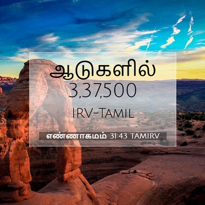 Picture 07 - எண்ணாகமம் 31:43 TAMIRV - ஆடுகளில் - Bible Verse Picture