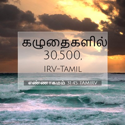 Picture 07 - எண்ணாகமம் 31:45 TAMIRV - கழுதைகளில் - Bible Verse Picture
