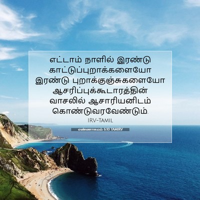 Picture 07 - எண்ணாகமம் 6:10 TAMIRV - எட்டாம் நாளில் - Bible Verse Picture