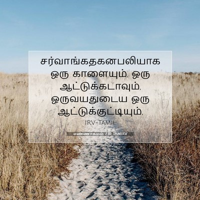 Picture 07 - எண்ணாகமம் 7:81 TAMIRV -  - Bible Verse Picture