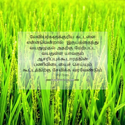 Picture 07 - எண்ணாகமம் 8:24 TAMIRV -  - Bible Verse Picture