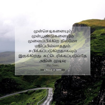 Picture 07 - எபிரெயர் 6:8 TAMIRV - முள்செடிகளையும் - Bible Verse Picture